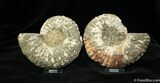 Unusual Anapuzosia Ammonite ( Inches) #1072-1
